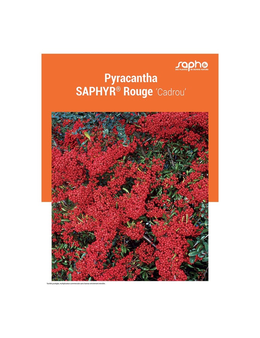 PYRACANTHA "Saphyr® Rouge"