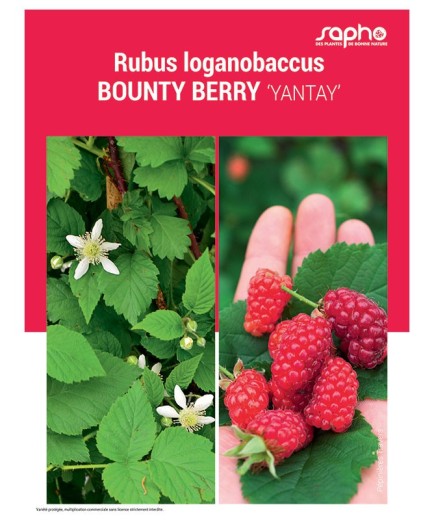 RUBUS LOGANOBACCUS "Bounty Berry"