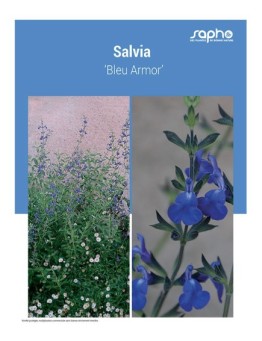 SALVIA ‘Bleu Armor’