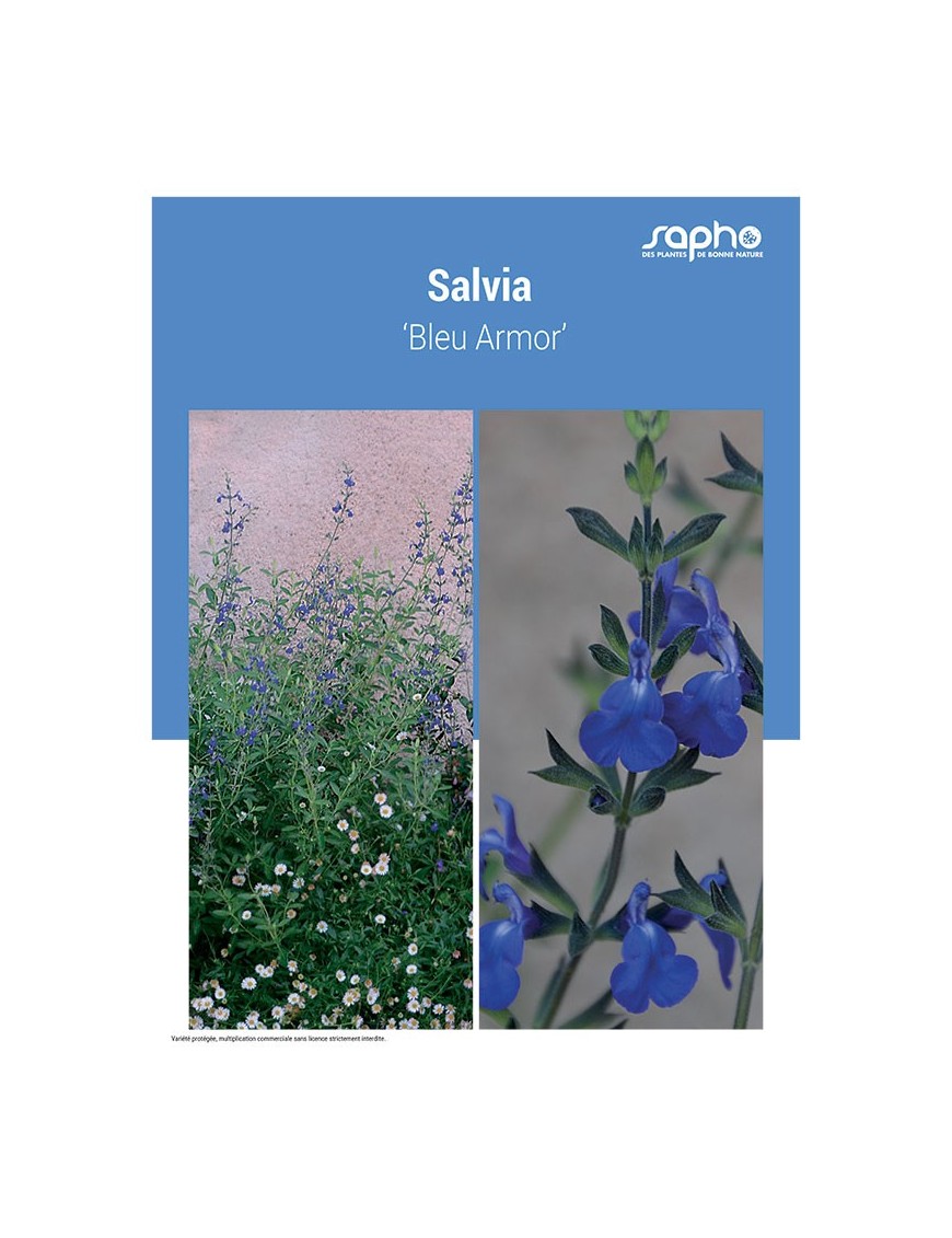 SALVIA ‘Bleu Armor’