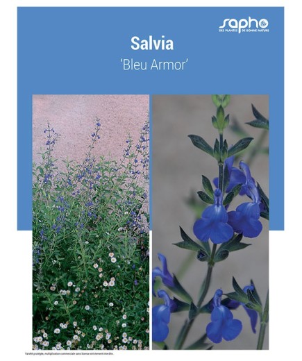 SALVIA ‘Bleu Armor’