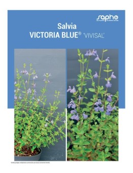 SALVIA "Victoria Blue®"