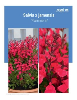 SALVIA X JAMENSIS ‘Flammenn’