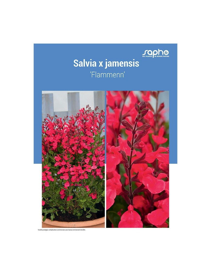 SALVIA X JAMENSIS ‘Flammenn’