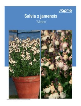 SALVIA X JAMENSIS ‘Melen’