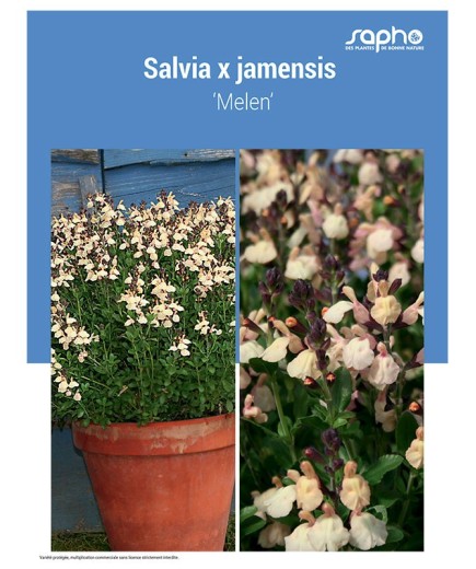SALVIA X JAMENSIS ‘Melen’