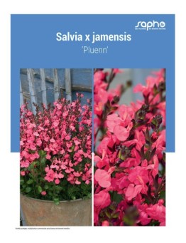 SALVIA X JAMENSIS ‘Pluenn’