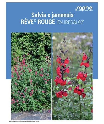 SALVIA X JAMENSIS "Rêve® Rouge"