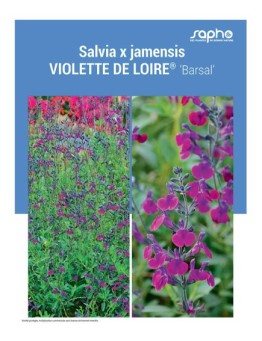 SALVIA X JAMENSIS "Violette de Loire®"