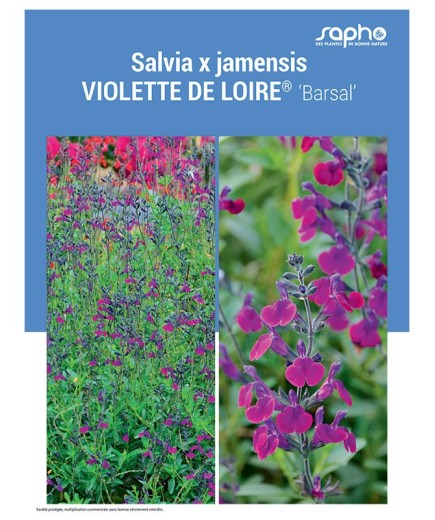 SALVIA X JAMENSIS "Violette de Loire®"
