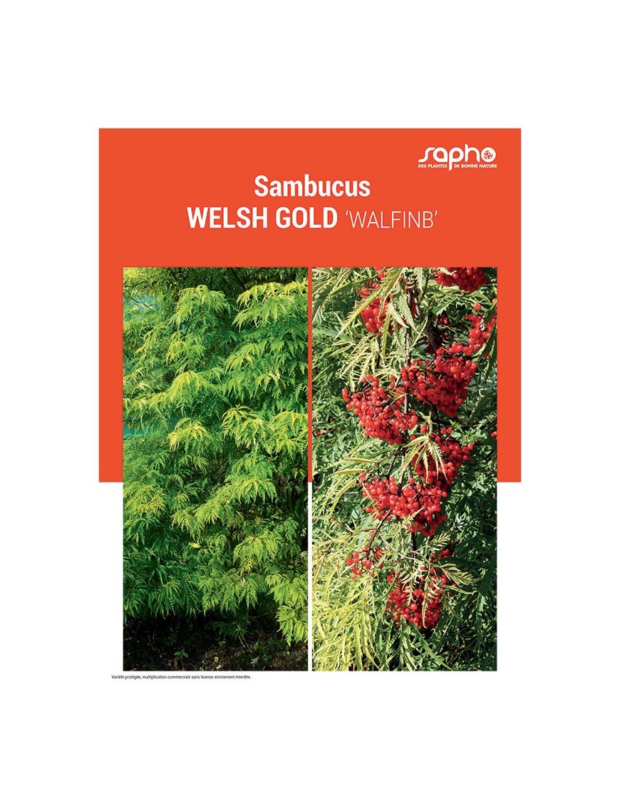 SAMBUCUS "Welsh Gold"