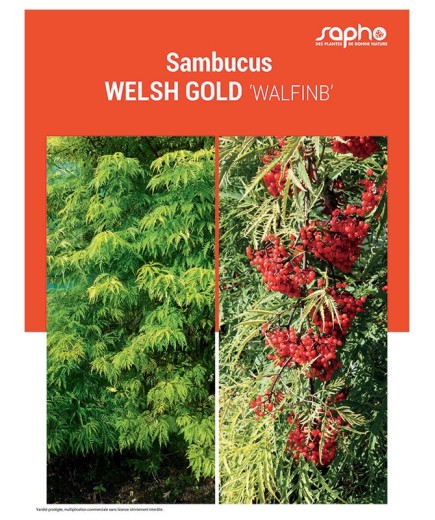 SAMBUCUS "Welsh Gold"