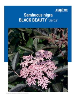 SAMBUCUS NIGRA "Black Beauty"
