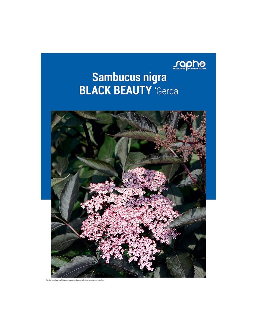 SAMBUCUS NIGRA "Black Beauty"