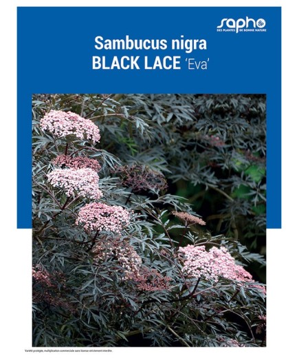 SAMBUCUS NIGRA "Black Lace"