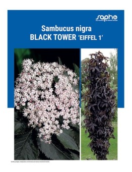SAMBUCUS NIGRA "Black Tower"