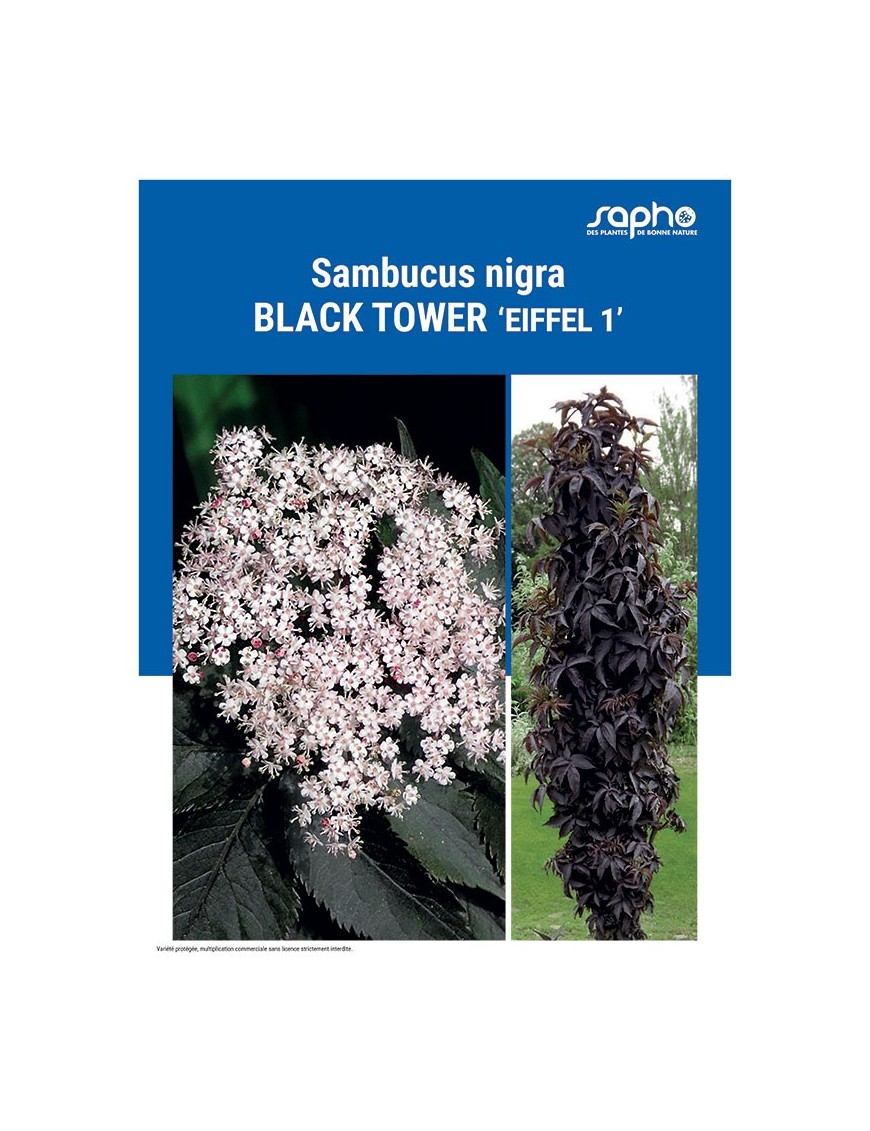 SAMBUCUS NIGRA "Black Tower"