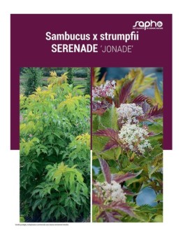 SAMBUCUS X STRUMPFII "Serenade"