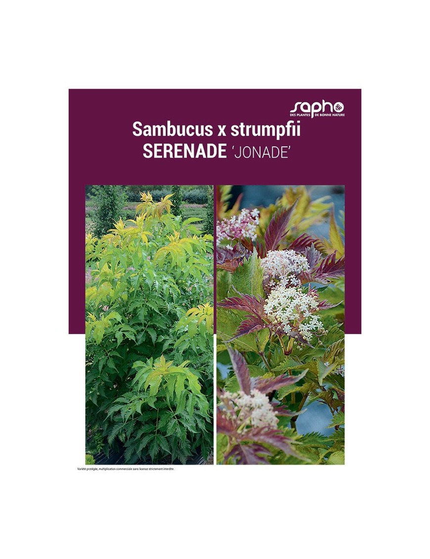 SAMBUCUS X STRUMPFII "Serenade"