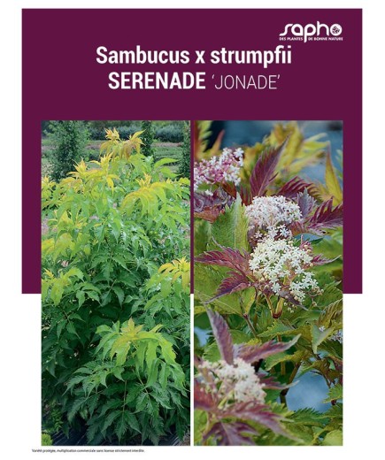 SAMBUCUS X STRUMPFII "Serenade"
