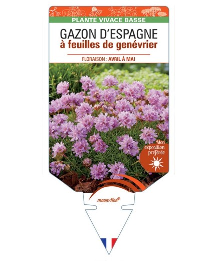 ARMERIA CAESPITOSA voir Gazon d'Espagne à feuilles de genévrier