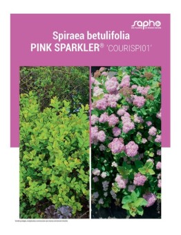 SPIRAEA BETULIFOLIA "Pink Sparkler®"