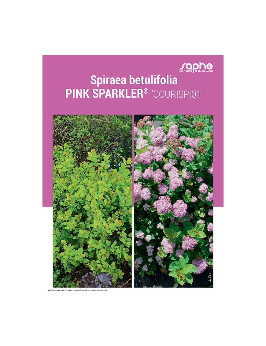 SPIRAEA BETULIFOLIA "Pink Sparkler®"