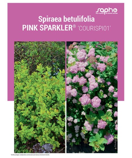 SPIRAEA BETULIFOLIA "Pink Sparkler®"