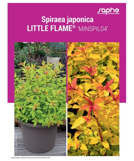 SPIRAEA JAPONICA "Little Flame®"