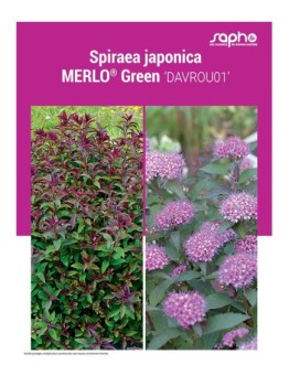 SPIRAEA JAPONICA "Merlo® Green"