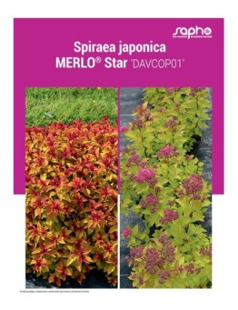 SPIRAEA JAPONICA "Merlo® Star"