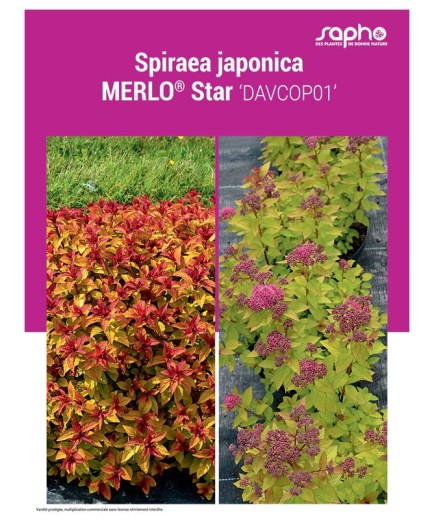 SPIRAEA JAPONICA "Merlo® Star"