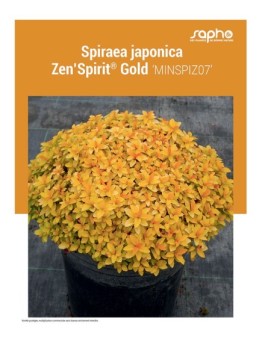 SPIRAEA JAPONICA "Zen'Spirit® Gold"