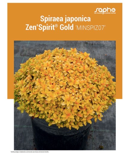 SPIRAEA JAPONICA "Zen'Spirit® Gold"