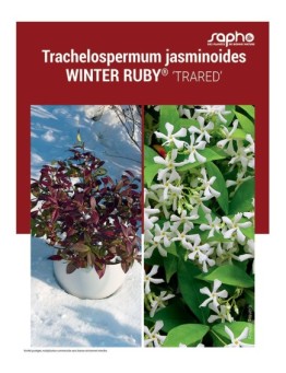 TRACHELOSPERMUM JASMINOIDES "Winter Ruby®"