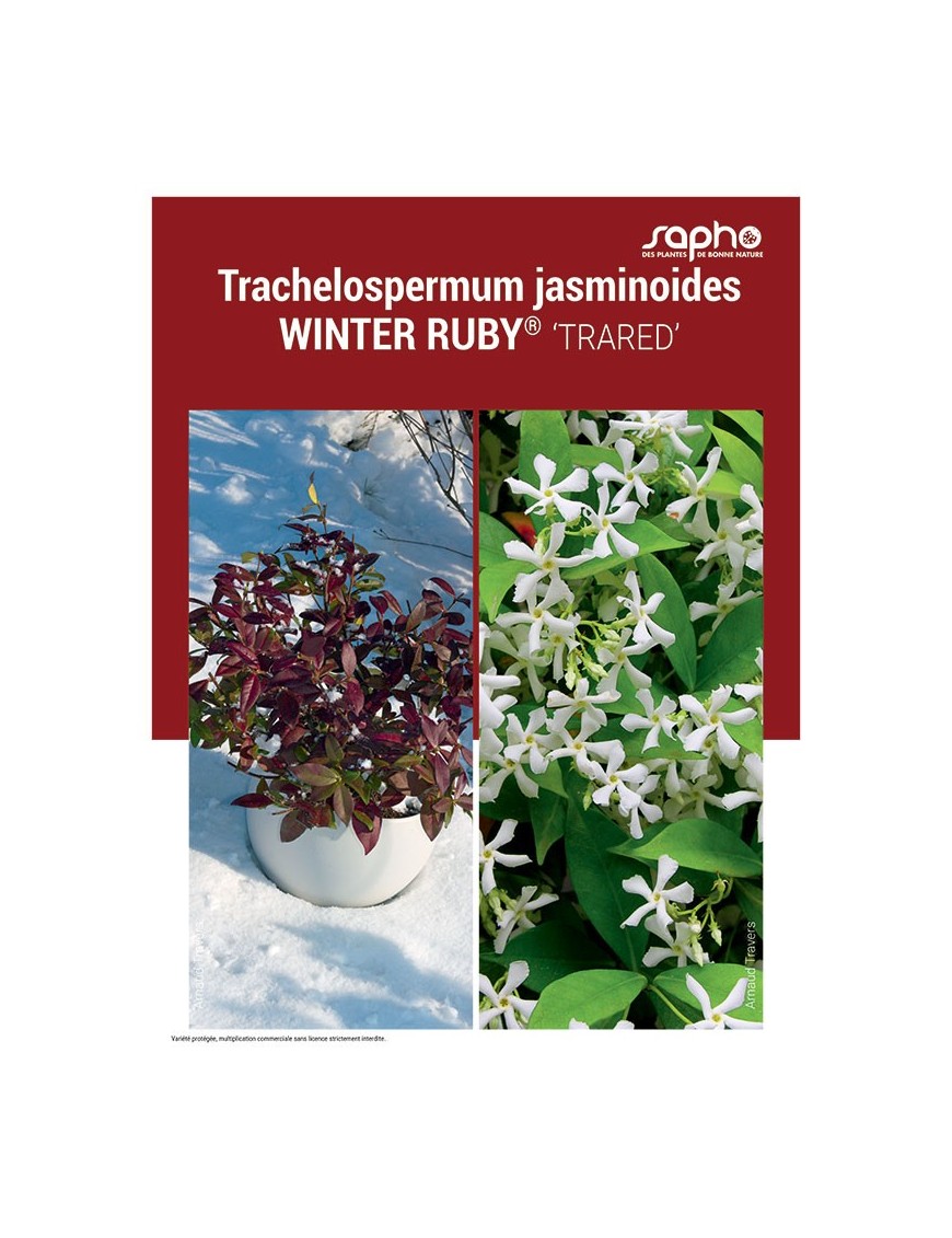 TRACHELOSPERMUM JASMINOIDES "Winter Ruby®"