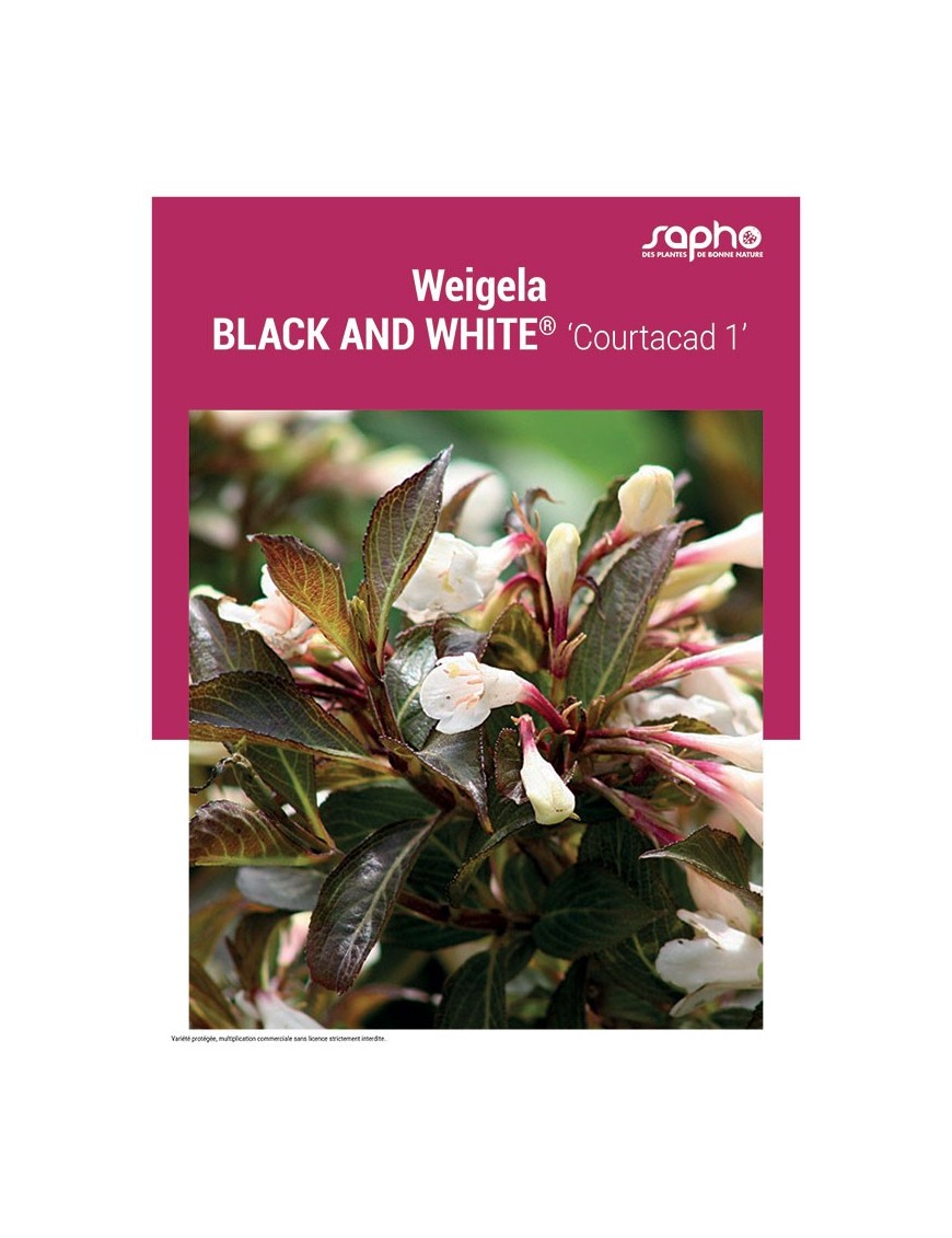WEIGELA "Black and White®"