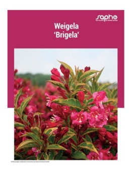 WEIGELA "Brigela"