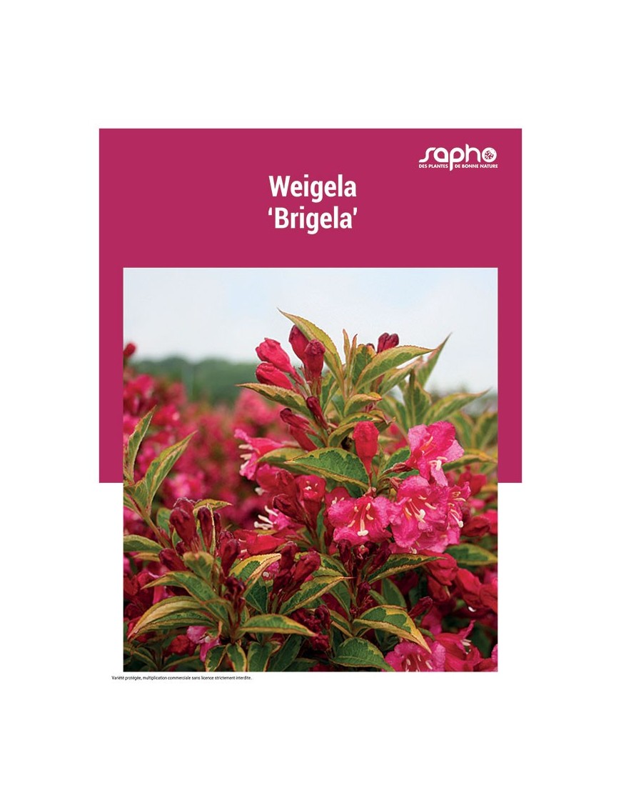 WEIGELA "Brigela"