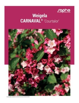 WEIGELA "Carnaval®"