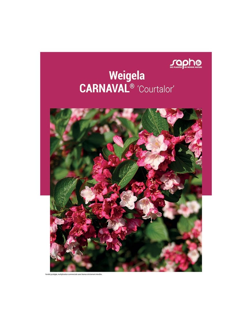WEIGELA "Carnaval®"