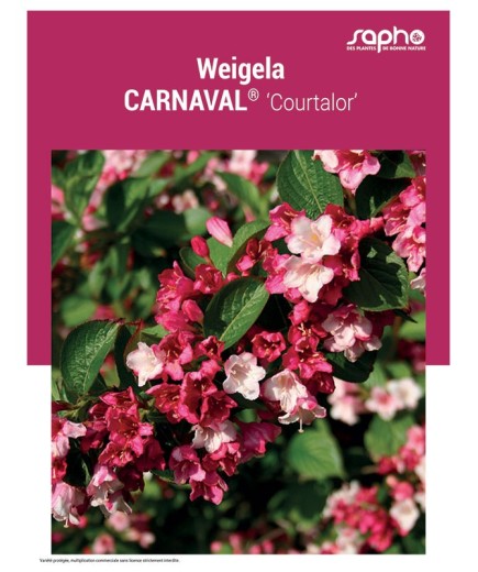 WEIGELA "Carnaval®"