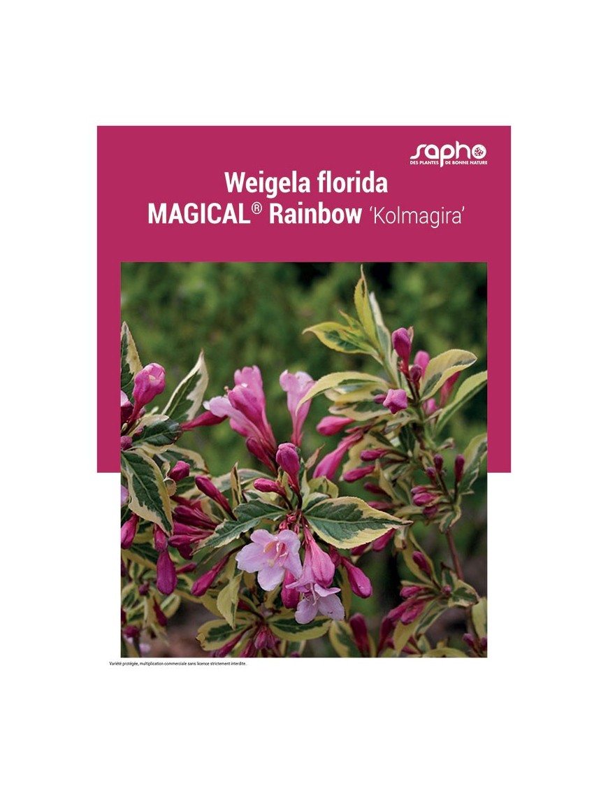WEIGELA FLORIDA MAGICAL® Rainbow