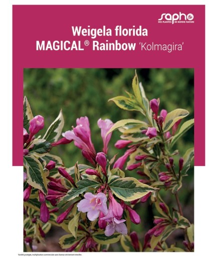 WEIGELA FLORIDA MAGICAL® Rainbow