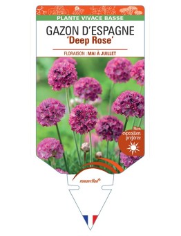 ARMERIA maritima ABBEY Deep Rose voir Gazon d’Espagne