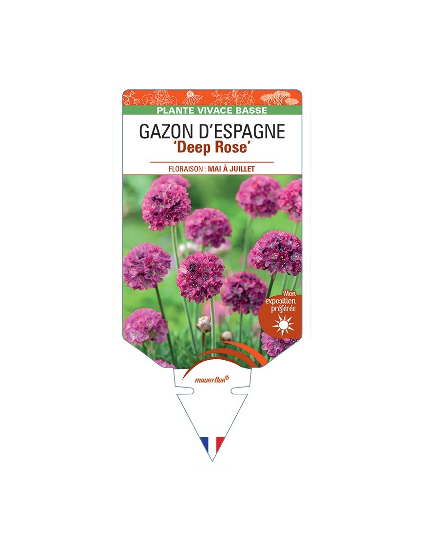 ARMERIA maritima ABBEY Deep Rose voir Gazon d’Espagne