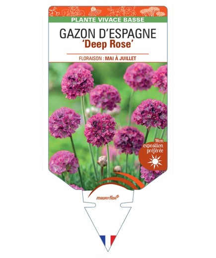 ARMERIA maritima ABBEY Deep Rose voir Gazon d’Espagne