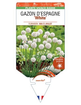 ARMERIA maritima ABBEY White voir Gazon d’Espagne