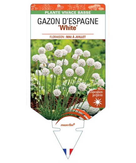 ARMERIA maritima ABBEY White voir Gazon d’Espagne