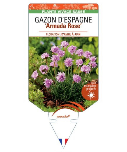 ARMERIA maritima Armada Rose voir Gazon d’Espagne
